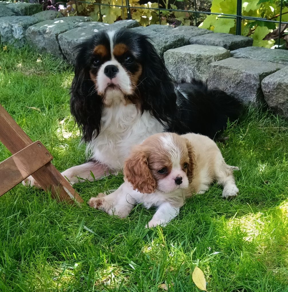 chiot Cavalier King Charles Spaniel de Nais Line