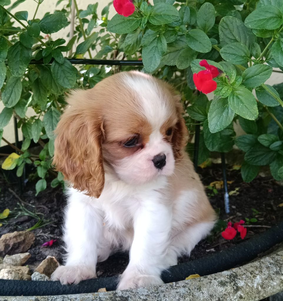 de Nais Line - Chiot disponible  - Cavalier King Charles Spaniel