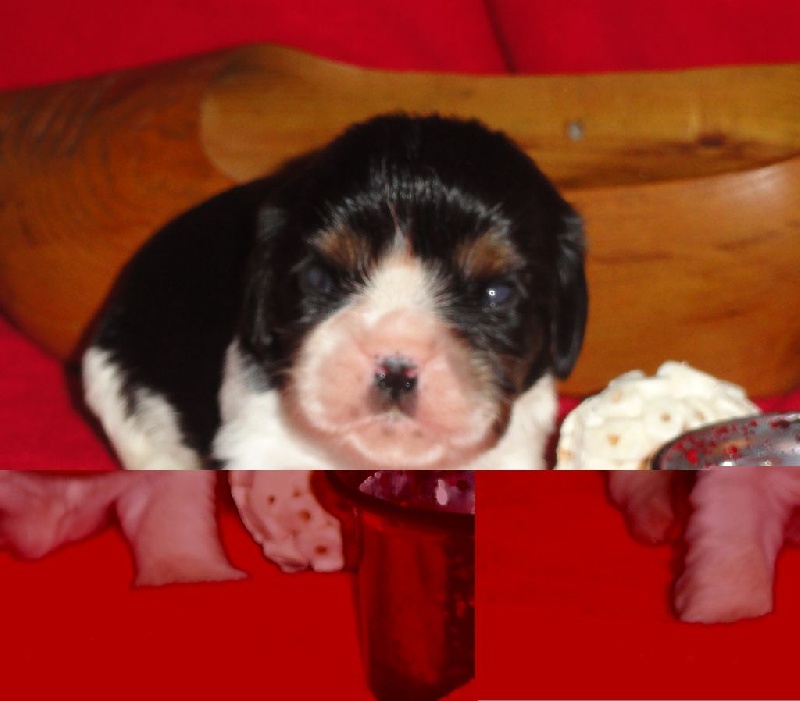 CHIOT