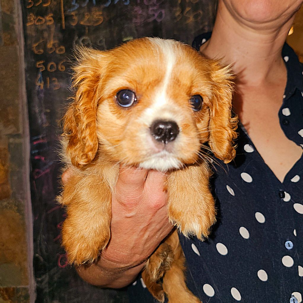 de Nais Line - Chiots disponibles - Cavalier King Charles Spaniel