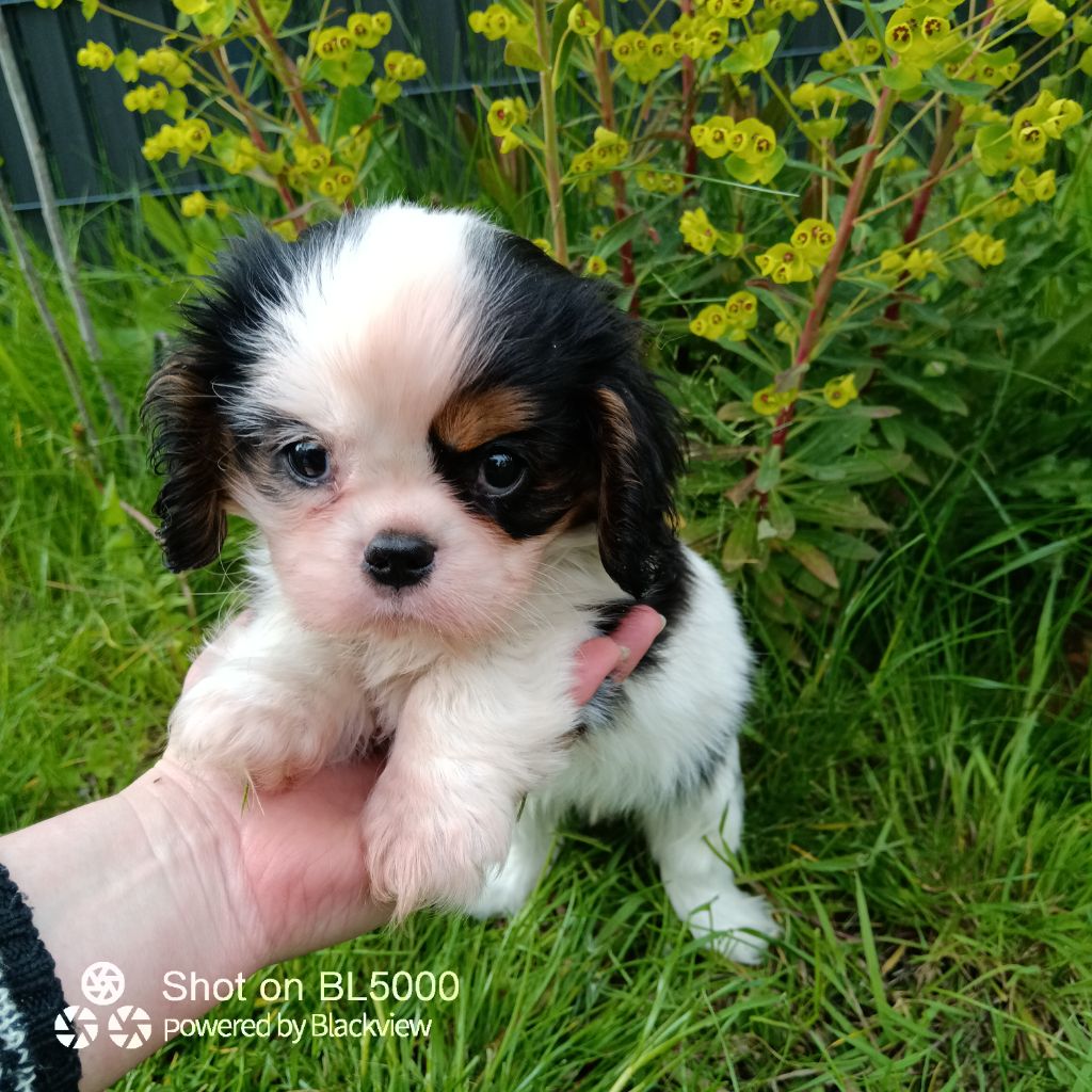 de Nais Line - Chiots disponibles - Cavalier King Charles Spaniel